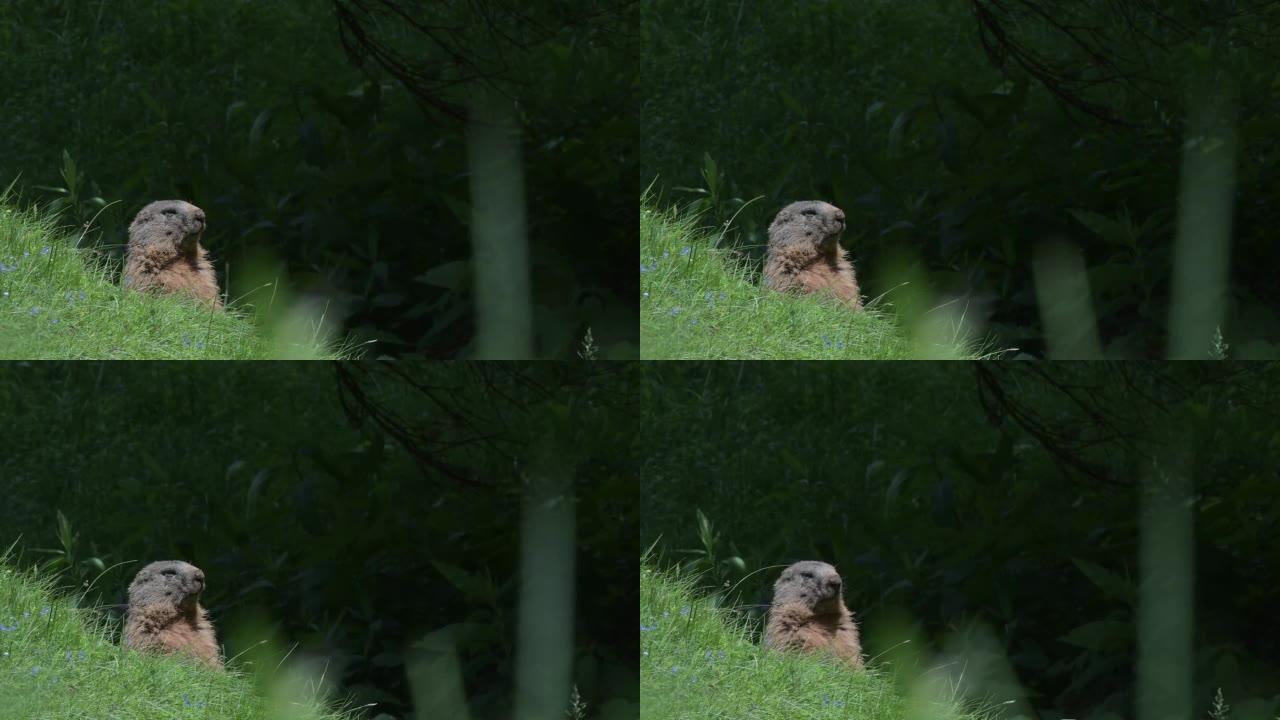 草丛中的高山旱魔 (Marmota marmota)