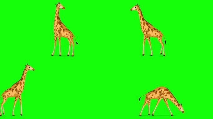 大长颈鹿来吃草色度键全拍