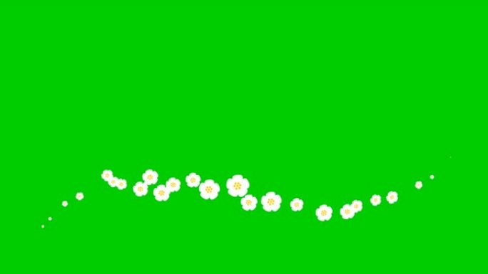 动画白色美丽的花朵从左到右飞行。循环视频。春天的概念。绿底飘扬的樱花。