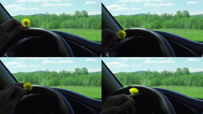 坐在车里的司机手里的蒲公英花。春天的喜悦和温暖的天气