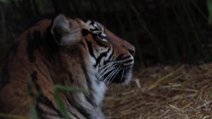 野生老虎的特写。一只大猫的肖像 -- 一只母老虎。野生动物的背景。野生森林中的老虎