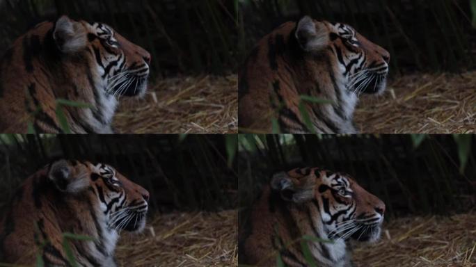 野生老虎的特写。一只大猫的肖像 -- 一只母老虎。野生动物的背景。野生森林中的老虎