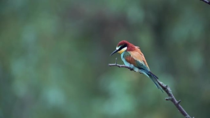 栖息在栖息处的欧洲食蜂鸟 (Merops apiaster)，过了一会儿它就飞走了。慢动作镜头，干净