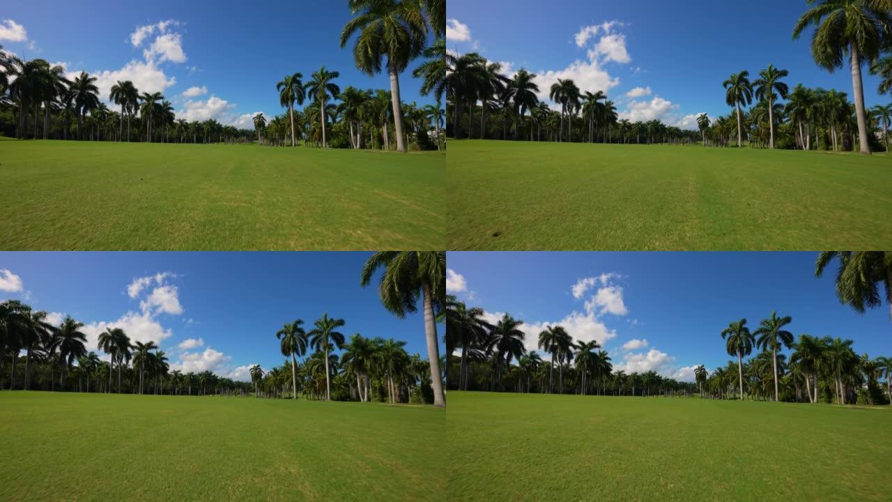 牙买加有棕榈树的高尔夫球场。
