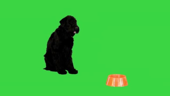 成年黑狗巨型雪纳瑞在绿屏上等待喂食，色键