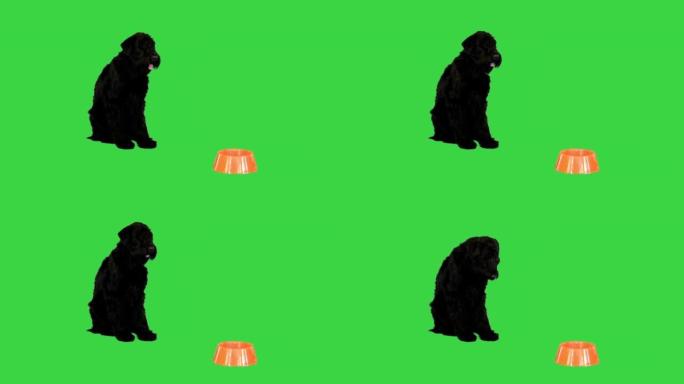 成年黑狗巨型雪纳瑞在绿屏上等待喂食，色键