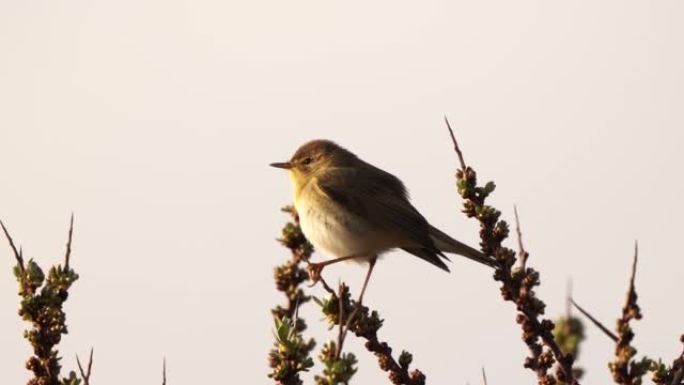 早春的一只柳莺 (Phylloscopus trochilus) 在灌木中大声歌唱