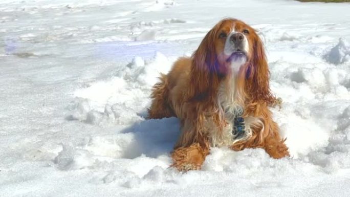 雪地里的可卡犬