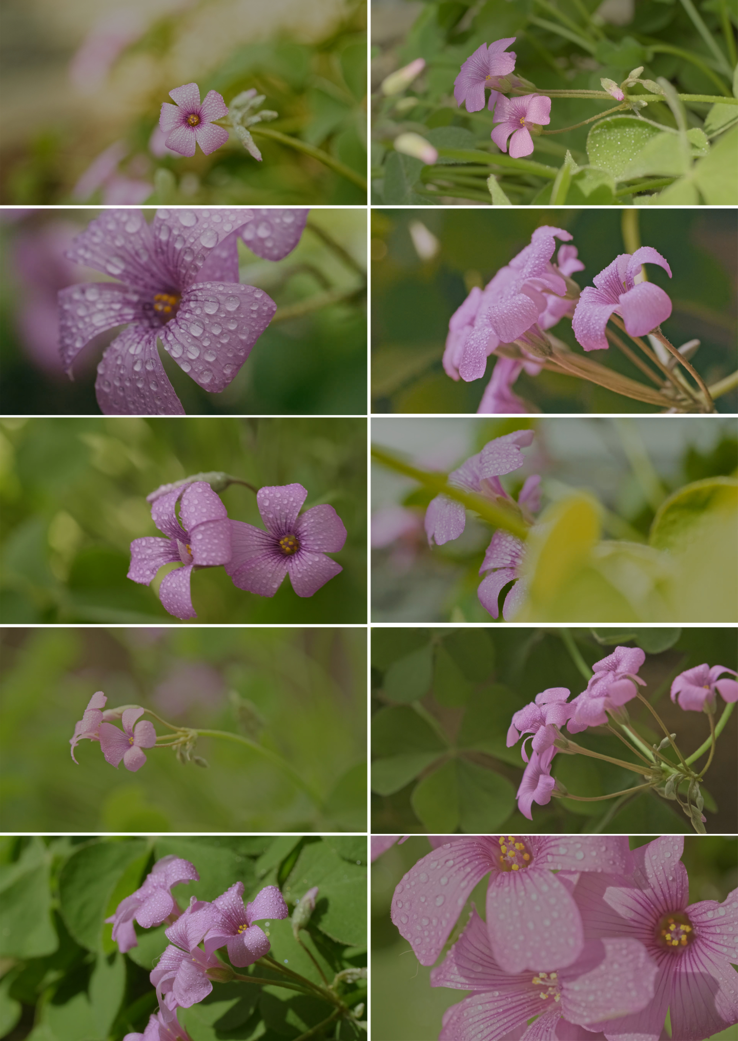 12个三叶草野花开花片段