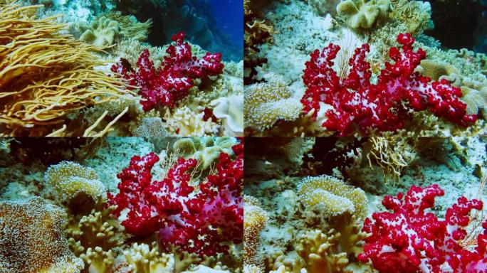 印度尼西亚拉贾安帕特 (Raja Ampat) 热带岛屿悬垂下充满活力的黄色软珊瑚