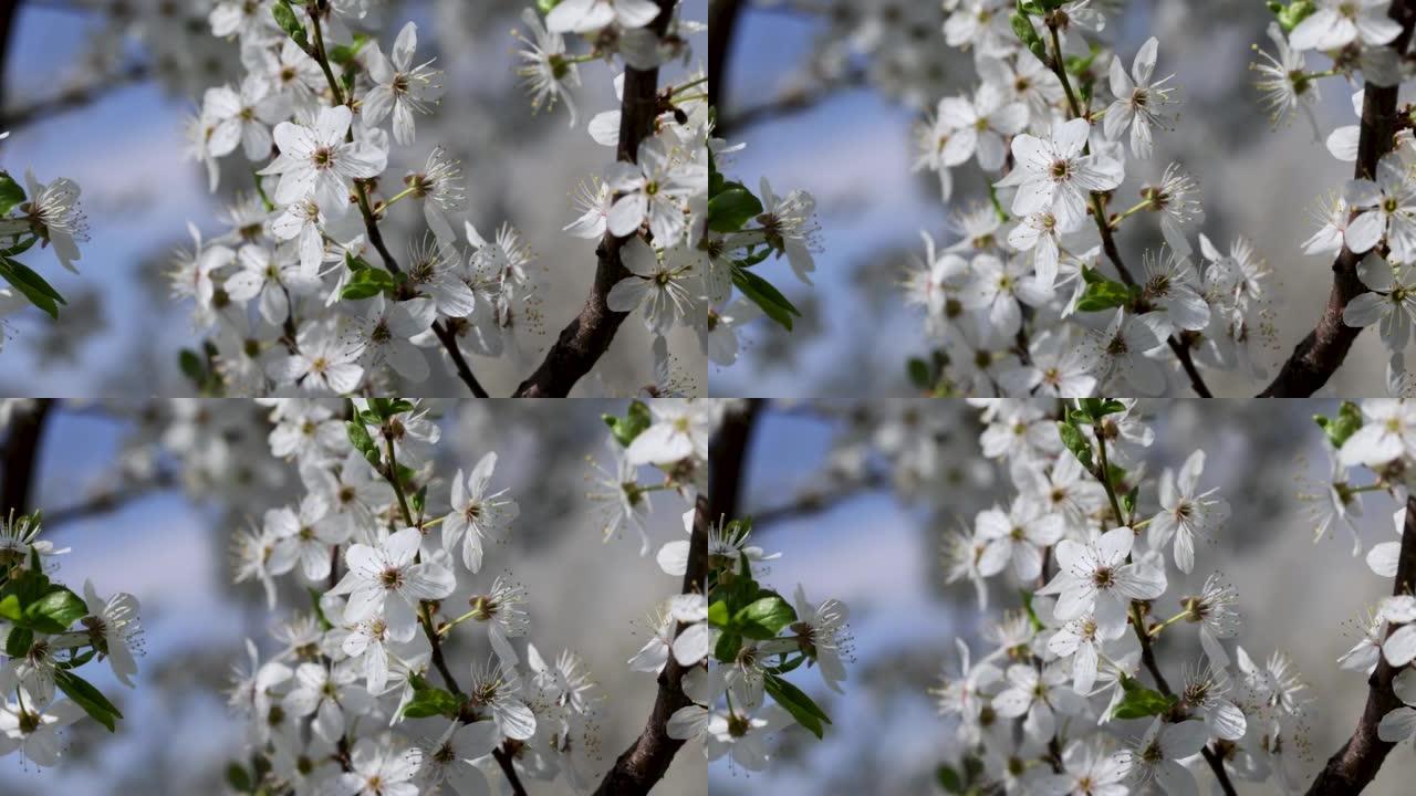 樱桃枝在白花盛开时随风移动