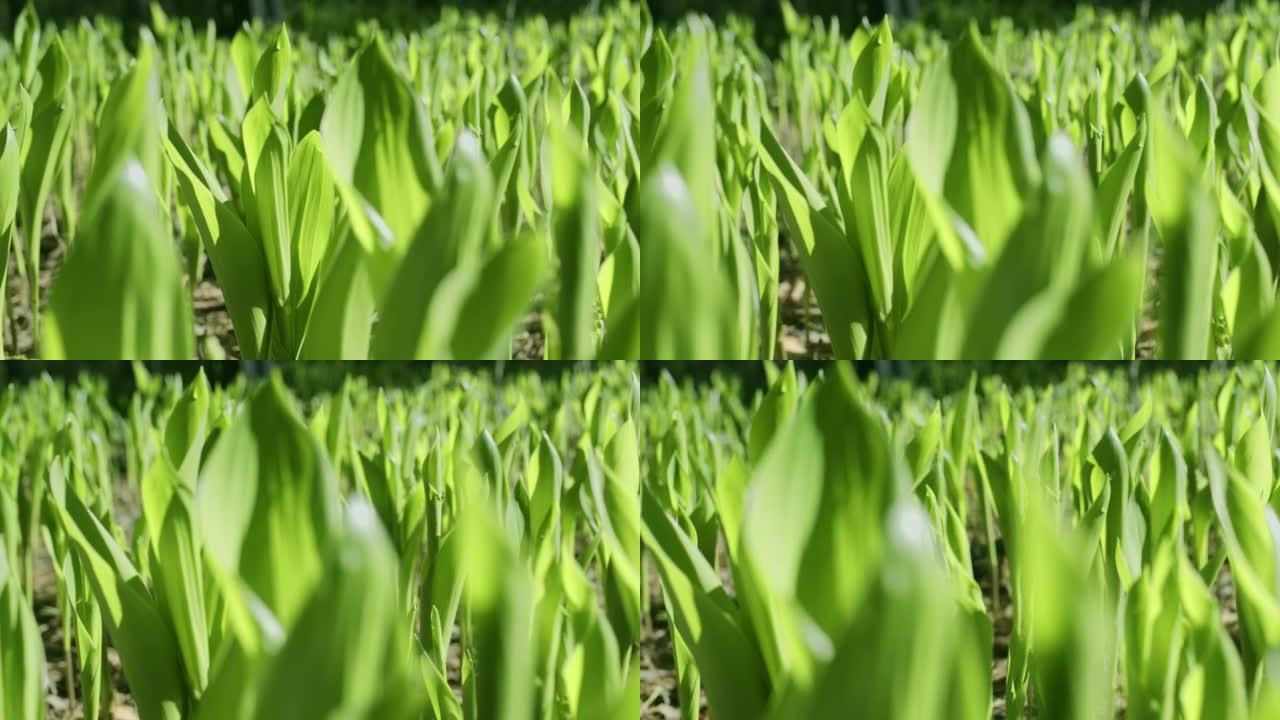 相机沿着森林中山谷野生百合花的春天绿叶缓慢地跟随。微距拍摄，临场效果。