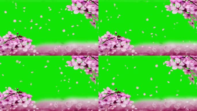 玫瑰花瓣落在绿色屏幕上