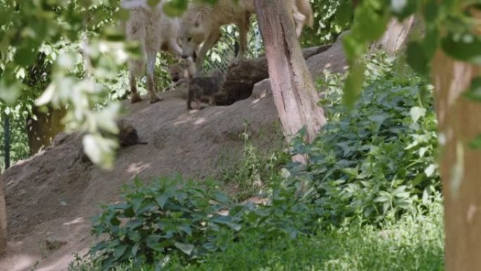 北极狼与幼崽 (Canis lupus arctos)，也被称为白狼或极地狼