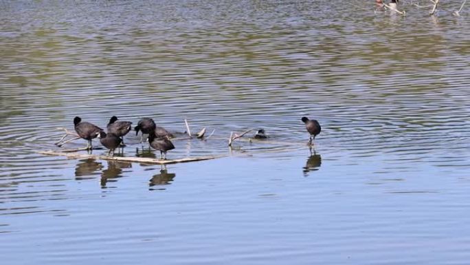 黑鸭在湖上如厕