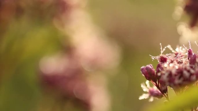 架子聚焦花露