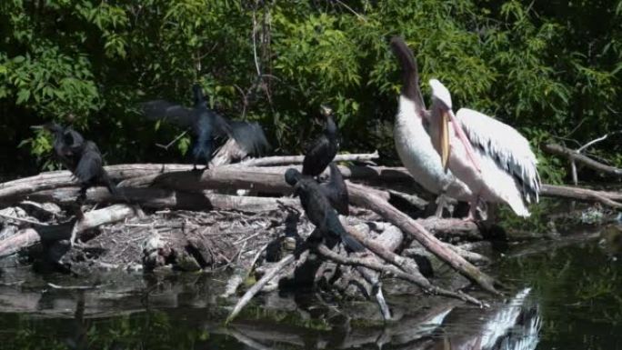 一群鸟在沼泽中展开并拍打翅膀