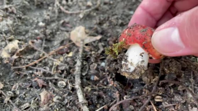 红帽红菇在森林里。食用红菇。