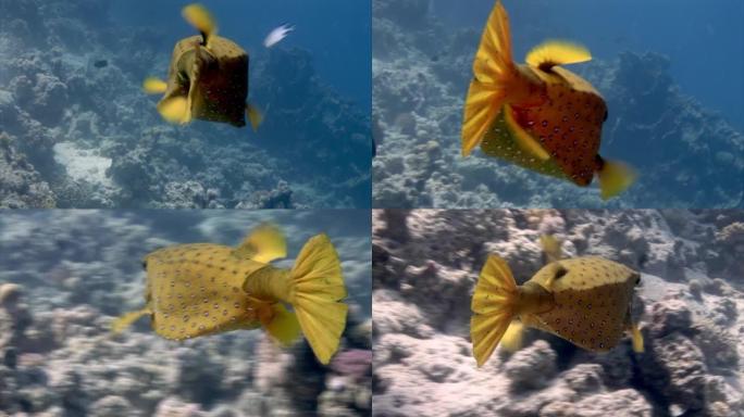 放线菌河豚箱鱼，珊瑚中白色，在水下寻找食物。