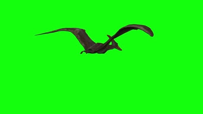 绿屏翼龙飞行的3d动画