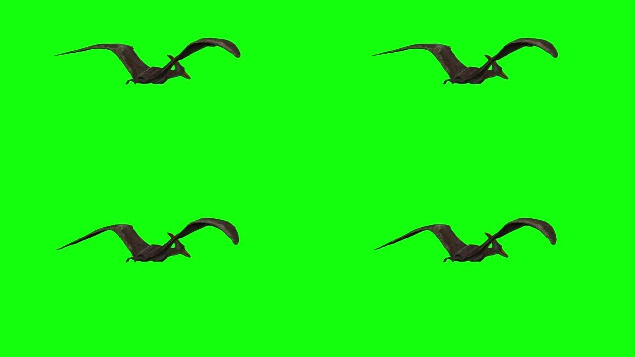 绿屏翼龙飞行的3d动画