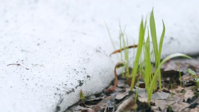 森林春天的雪融化在草地发芽的绿色叶片上。春天有叶和草的林地。