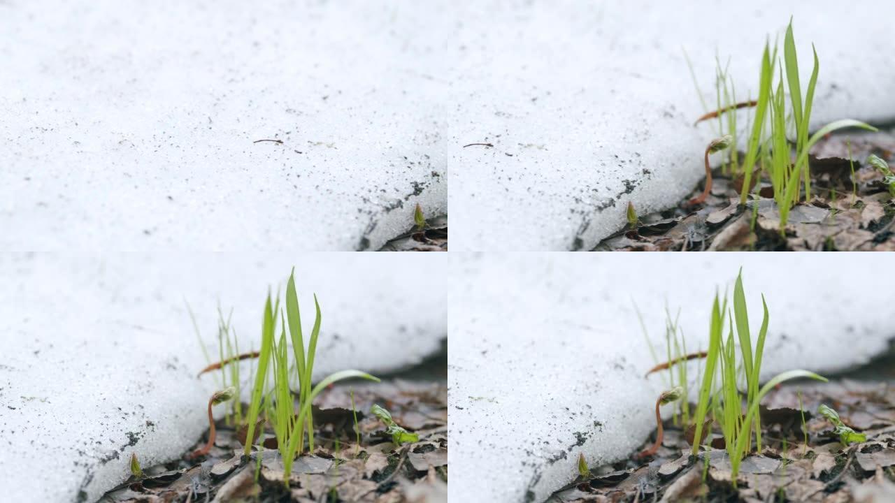 森林春天的雪融化在草地发芽的绿色叶片上。春天有叶和草的林地。