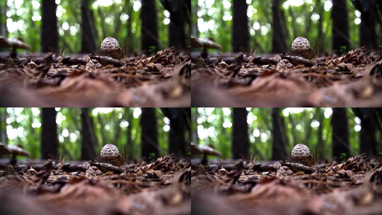 森林蘑菇。球形菌盖的幼蘑菇。巨藻