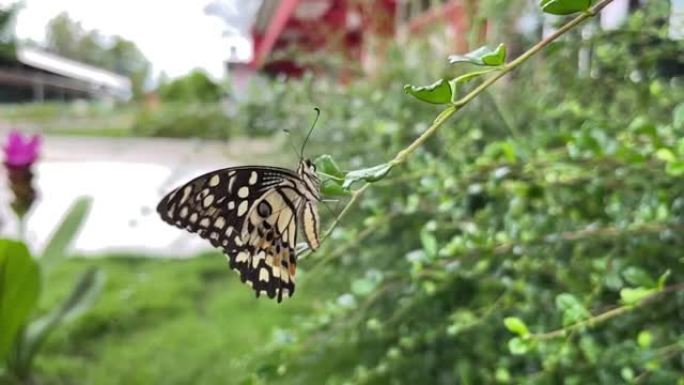 4k慢动作，大蝴蝶，黑白条纹，紧贴树枝，寻找食物，昆虫的自然生活方式，适合昆虫的天性