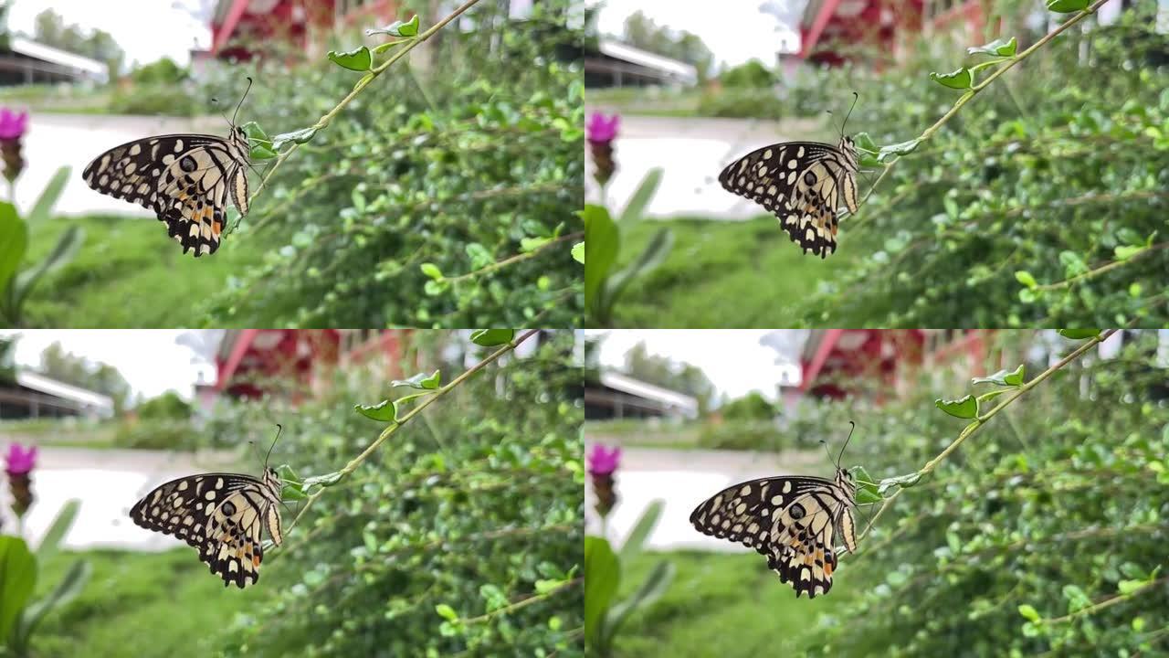 4k慢动作，大蝴蝶，黑白条纹，紧贴树枝，寻找食物，昆虫的自然生活方式，适合昆虫的天性