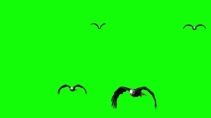 鹰在绿色屏幕上飞翔