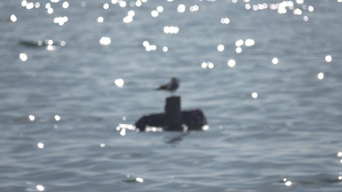 海中礁石上站立的海鸥海鸟