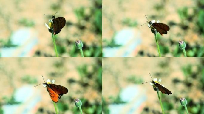 他黄褐色的科斯特蝴蝶在西班牙针花上寻找花蜜