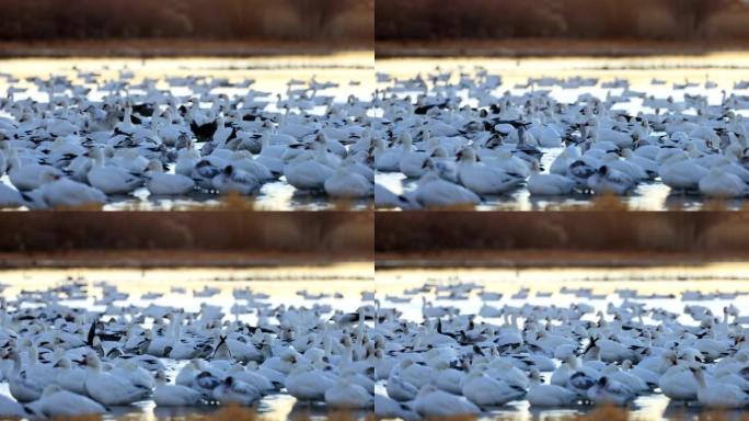 冬天的雪雁: 博斯克德尔阿帕奇国家野生动物保护区: 新墨西哥州
