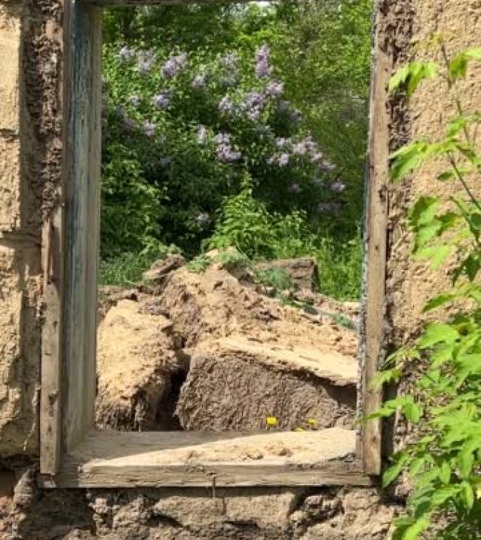 在废弃的房子里，透过一扇旧窗户看到的紫丁香树丛，就像一幅嵌在旧画框里的自然画。