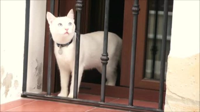 领子站在窗台上的年轻小猫