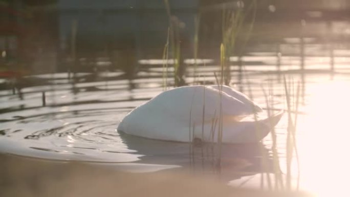 慢动作: 天鹅在日落时游泳