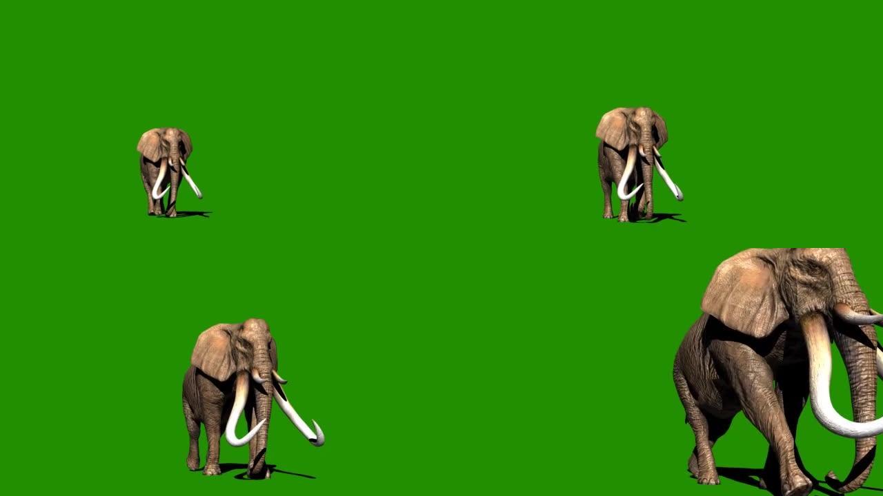 大象在绿色屏幕上行走
