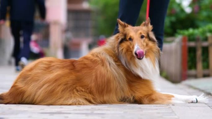 苏格兰牧羊犬的肖像躺在路中间，看着相机友好，可爱的粗糙牧羊犬，4k镜头慢动作。