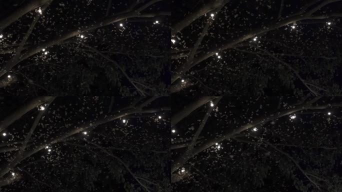 一群蛾子在雨季喜欢在晚上出来看灯。