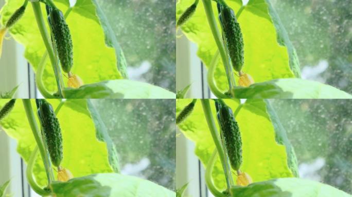 黄瓜植物生长在家里的阳台上。在家种植蔬菜。窗口农场