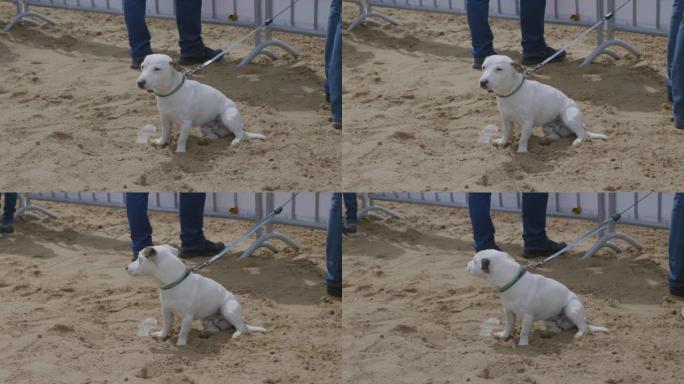 白狗坐在沙滩上。超高清素材。