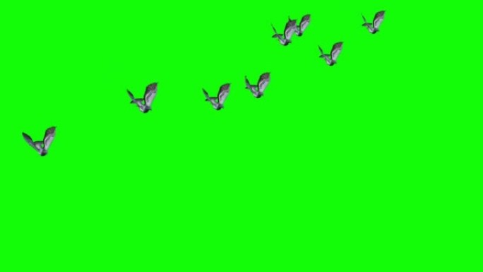在绿色屏幕上飞翔的鸽子群