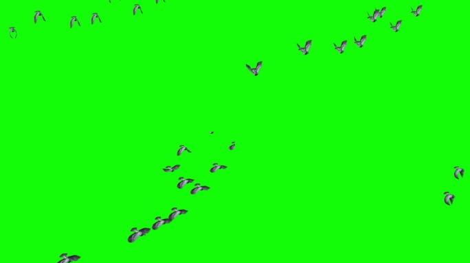在绿色屏幕上飞翔的鸽子群