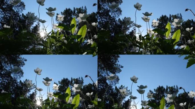 森林中银莲花的白色花朵，日落之光，仰望