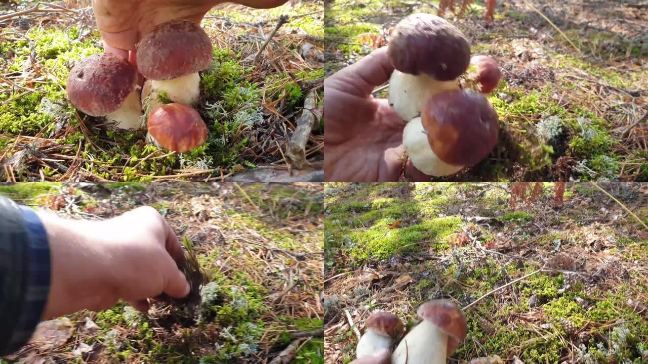 秋天森林中的白松蘑菇。
