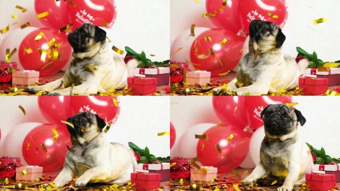 一个可爱的哈巴狗庆祝情人节，节日的火花落在他身上。情人节和狗。