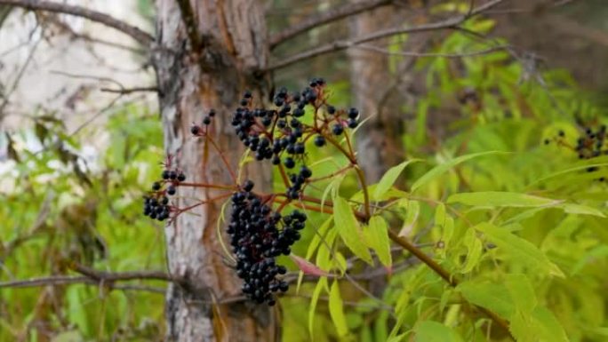 黑森林浆果，成熟的接骨木灌木在风中飘动。顺势疗法中的药用浆果