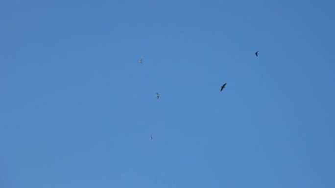 一只鹰在蓝天上被海鸥和乌鸦追赶。