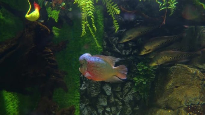 观赏鱼-Pseudorabora parva